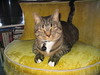 cybelle > Cuffs photo