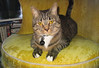 cybelle > Cuffs photo