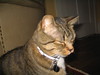 cybelle > Cuffs photo