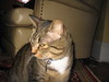 cybelle > Cuffs photo
