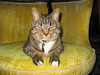 cybelle > Cuffs photo