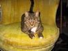 cybelle > Cuffs photo