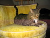 cybelle > Cuffs photo